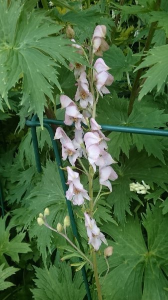 Aconitum napellus 'Rubellum' Борец клобучковый